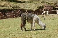 Click for large version