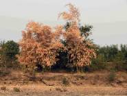 Click for large version