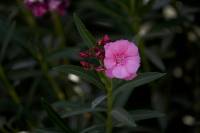 Click for large version