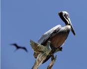 Click for large version