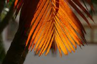 Click for large version